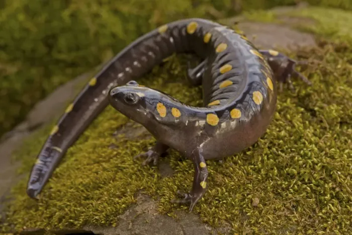 Framed Print : Spotted salamander (Ambystoma maculatum), New York, USA, April Framed Print : Spotted salamander (Ambystoma maculatum), New York, USA, April