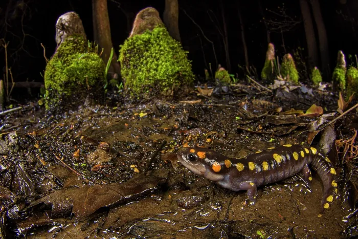 Framed Print : Spotted salamander (Ambystoma maculatum) close to a cypress swamp during breeding season at night with aerial roots of the Swamp cypresses (Taxodium distichum) behind, Carbondale Framed Print : Spotted salamander (Ambystoma maculatum) close to a cypress swamp during breeding season at night with aerial roots of the Swamp cypresses (Taxodium distichum) behind, Carbondale