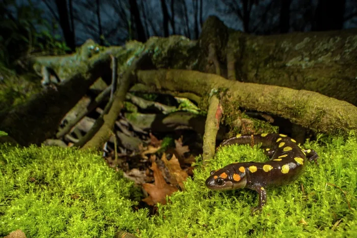 Framed Print : Spotted salamander (Ambystoma maculatum) close to a cypress swamp at night, Carbondale, Illinois, USA. April Framed Print : Spotted salamander (Ambystoma maculatum) close to a cypress swamp at night, Carbondale, Illinois, USA. April