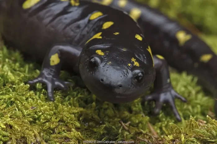 Framed Print : Spotted salamander (Ambystoma maculatum) New York, USA