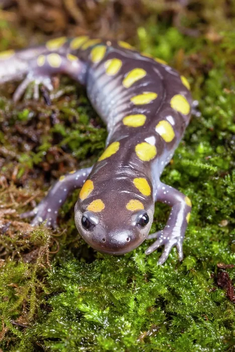 Framed Print : Spotted salamander (Ambystoma maculatum) portrait. Captive, occurs in North America Framed Print : Spotted salamander (Ambystoma maculatum) portrait. Captive, occurs in North America