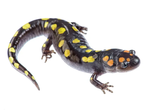 Framed Print : Spotted salamander (Ambystoma maculatum) portrait, Illinois, USA. April