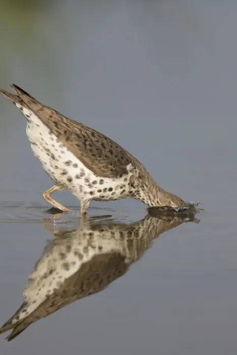 Framed Print : Spotted sandpiper (Actitis macularius), with head submerged as it jabs at underwater prey Framed Print : Spotted sandpiper (Actitis macularius), with head submerged as it jabs at underwater prey