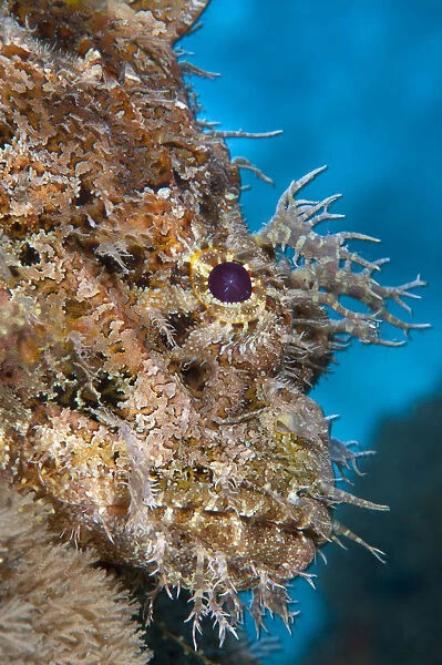 Spotted scorpionfish (Scorpaena plumieri) lying motionless and camouflaged in soft corals