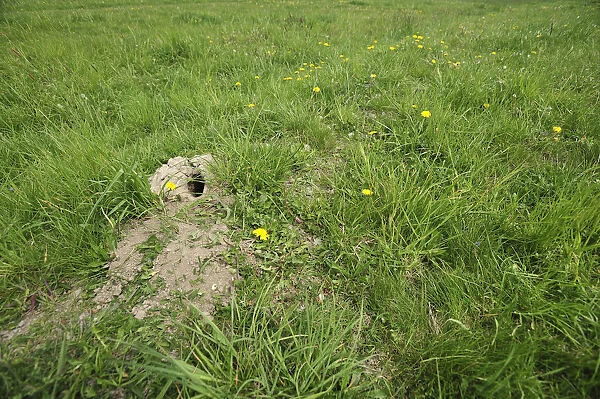 Spotted souslik (Spermophilus suslicus) hole, Werbkowice, Zamosc, Poland, May 2009