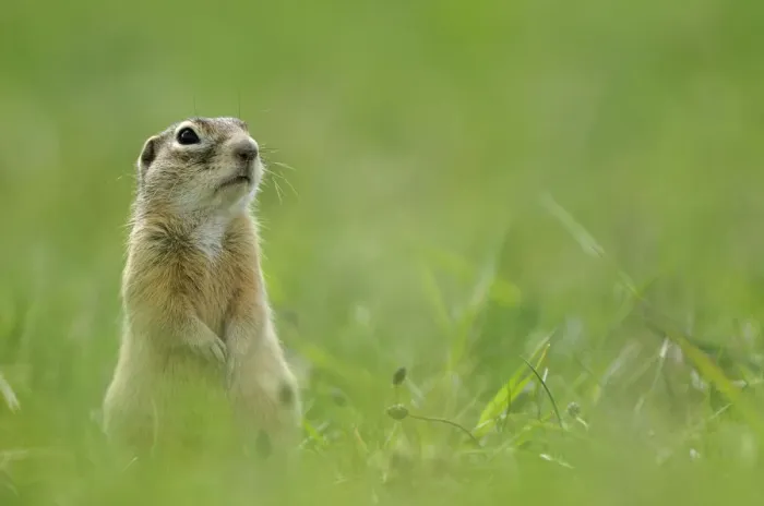 Framed Print : Spotted souslik (Spermophilus suslicus) sitting, Werbkowice, Zamosc, Poland, May 2009