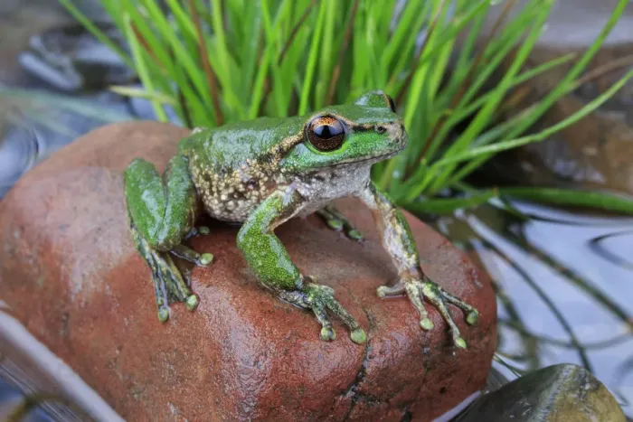 Framed Print : Spotted tree frog (Litoria spenceri) male, from Still Creek, north-eastern Victoria Framed Print : Spotted tree frog (Litoria spenceri) male, from Still Creek, north-eastern Victoria
