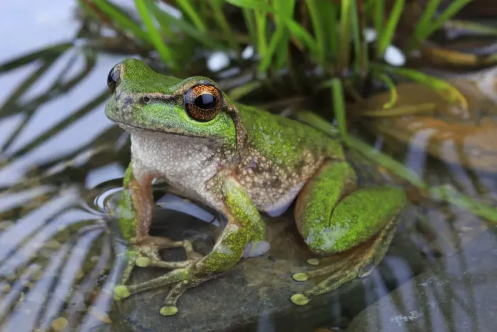 Framed Print : Spotted tree frog (Litoria spenceri) male, from Still Creek, north-eastern Victoria Framed Print : Spotted tree frog (Litoria spenceri) male, from Still Creek, north-eastern Victoria