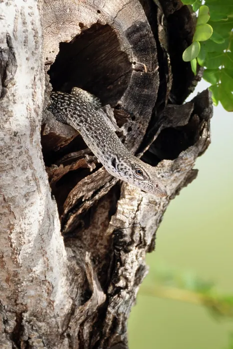 Framed Print : Spotted tree monitor (Varanus scalaris) emerging from a tree hollow, Darwin, Northern Territory, Australia Framed Print : Spotted tree monitor (Varanus scalaris) emerging from a tree hollow, Darwin, Northern Territory, Australia