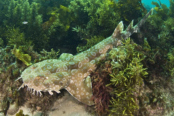 Spotted Wobbegong Shark (Orectolobus maculatus) lying in seaweed. Manly, Sydney, New South Wales