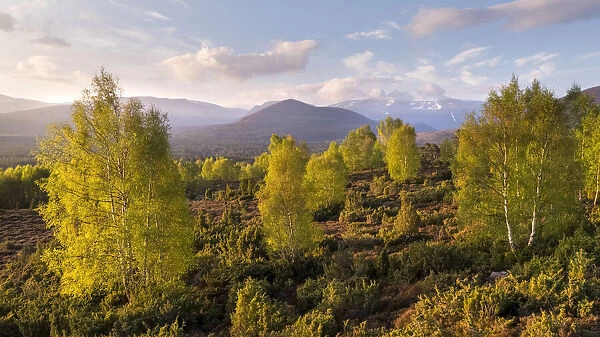 Spring Birch (Betual pendula) trees on moorland in front of the Cairngorm mountain range at dawn, Cairngorms National Park, Scotland, UK. April, 2019
