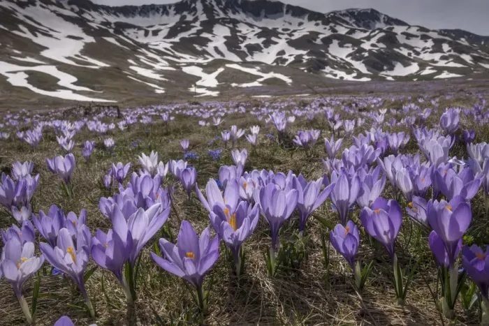 Framed Print : Spring crocus (Crocus vernus) flowering en masse on the Campo Imperatore, Abruzzo, Italy Framed Print : Spring crocus (Crocus vernus) flowering en masse on the Campo Imperatore, Abruzzo, Italy