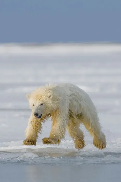 Framed Print : Spring cub Polar bear (Ursus maritimus) jumping from newly forming pack ice, Arctic coast Framed Print : Spring cub Polar bear (Ursus maritimus) jumping from newly forming pack ice, Arctic coast