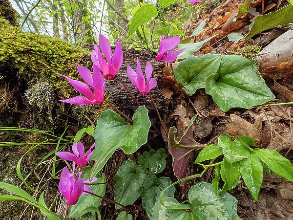 Spring cyclamen (Cyclamen repandum) in flower in woodland, Mount Moricone, Sibillini, Umbria, Italy. May