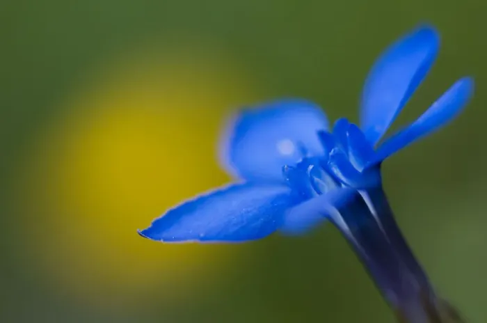 Framed Print : Spring gentian (Gentiana verna) flower, Liechtenstein, June 2009 Framed Print : Spring gentian (Gentiana verna) flower, Liechtenstein, June 2009