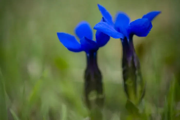Framed Print : Spring gentian (Gentiana verna) flowers, Durmitor NP, Montenegro, May 2008 Framed Print : Spring gentian (Gentiana verna) flowers, Durmitor NP, Montenegro, May 2008