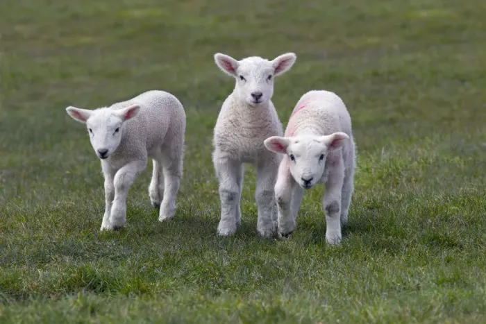 Framed Print : Spring lambs in meadow, UK, April Framed Print : Spring lambs in meadow, UK, April