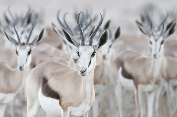 Framed Print : Springbok (Antidorcas marsupialis) herd, Kgalagadi Transfrontier Park, South Africa