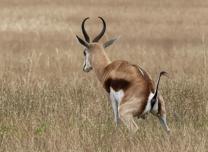 Framed Print : Springbok (Antidorcas marsupialis) male, squatting to urinate, West Coast National Park, Langebaan, Cape Province, South Africa Framed Print : Springbok (Antidorcas marsupialis) male, squatting to urinate, West Coast National Park, Langebaan, Cape Province, South Africa