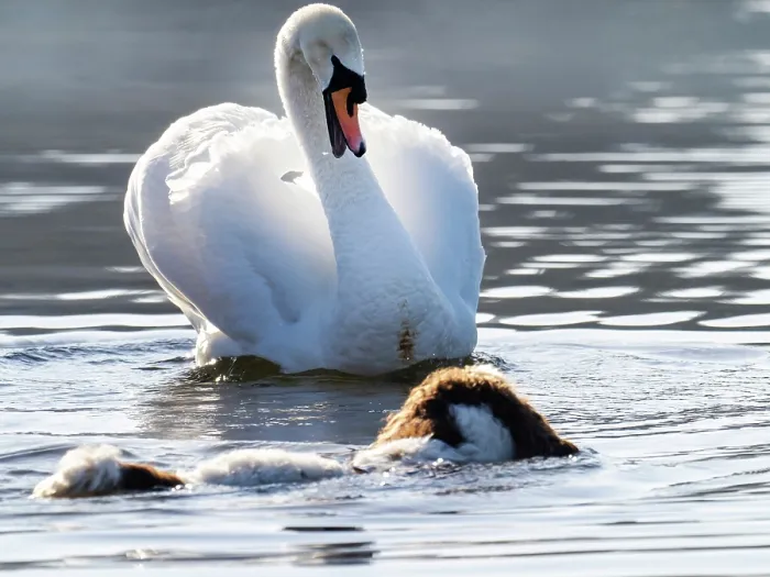 Framed Print : Springer spaniel swimming in Lake Windermere chasing a Mute swan (Cygnus olor) Ambleside, Lake District, Cumbria, UK. April Framed Print : Springer spaniel swimming in Lake Windermere chasing a Mute swan (Cygnus olor) Ambleside, Lake District, Cumbria, UK. April