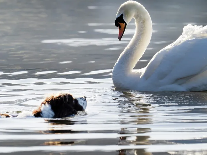 Framed Print : Springer spaniel swimming in Lake Windermere chasing a Mute swan (Cygnus olor) Ambleside, Lake District, Cumbria, UK. April Framed Print : Springer spaniel swimming in Lake Windermere chasing a Mute swan (Cygnus olor) Ambleside, Lake District, Cumbria, UK. April