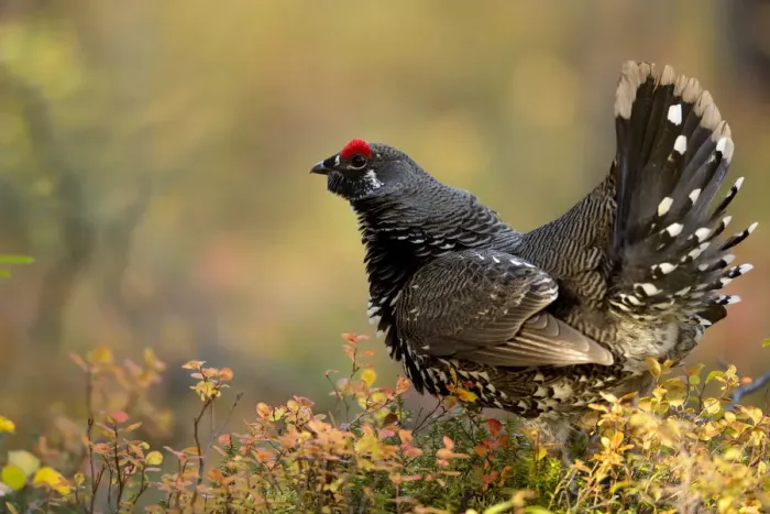 Framed Print : Spruce grouse (Falcipennis canadensis) in forest, Denali National Park, Alaska, USA Framed Print : Spruce grouse (Falcipennis canadensis) in forest, Denali National Park, Alaska, USA