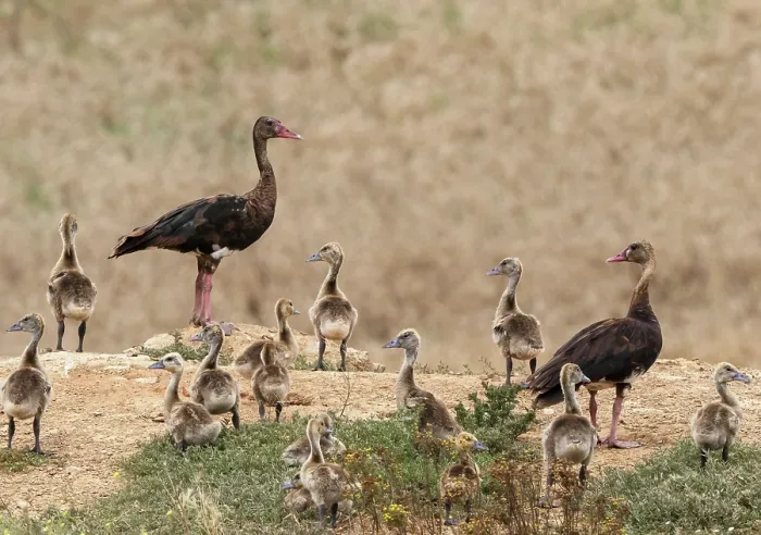Framed Print : Spur-winged geese (Plectropterus gambensis) pair with creche of goslings, near Robertston, Cape Province, South Africa. November Framed Print : Spur-winged geese (Plectropterus gambensis) pair with creche of goslings, near Robertston, Cape Province, South Africa. November