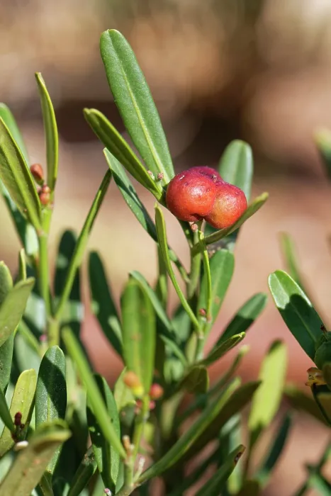 Framed Print : Spurge olive (Cneorum tricoccon) bush with distinctive red fruits in a cluster of three, Cabo de Gata-Nijar Natural Park, Almeria, Spain. March Framed Print : Spurge olive (Cneorum tricoccon) bush with distinctive red fruits in a cluster of three, Cabo de Gata-Nijar Natural Park, Almeria, Spain. March