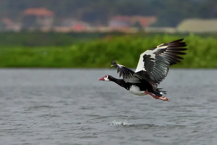 Framed Print : Spurwing goose (Plectropterus gambensis)) in flight over water, Uganda Framed Print : Spurwing goose (Plectropterus gambensis)) in flight over water, Uganda