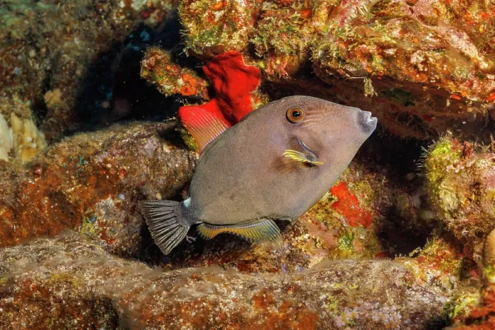 Framed Print : Squaretail filefish (Cantherhines sandwichiensis) swimming through reef, Hawaii, Pacific Ocean Framed Print : Squaretail filefish (Cantherhines sandwichiensis) swimming through reef, Hawaii, Pacific Ocean