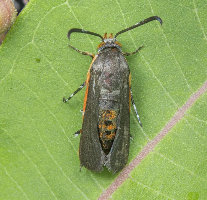 Framed Print : Squash vine borer moth (Eichlinia cucurbitae) portrait, Philadelphia, Pennsylvania, USA. June Framed Print : Squash vine borer moth (Eichlinia cucurbitae) portrait, Philadelphia, Pennsylvania, USA. June