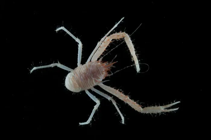 Framed Print : Squat lobster (Galathea sp. ) from coral sea mount Framed Print : Squat lobster (Galathea sp. ) from coral sea mount