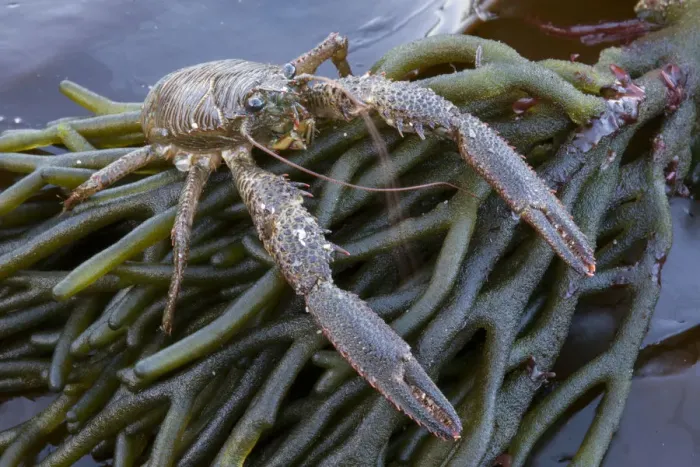 Framed Print : Squat Lobster (Galathea squamifera) on seaweed on the shore at Sark, British Channel Islands