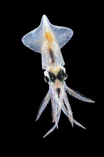 Squid (Abraliopsis atlantica), with photophores in 6 straight longitudinal rows on mantle visible
