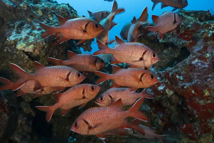 Framed Print : Squirrelfish (Holocentrus sp) shoal amongst rocks. Near Cocos Island National Park, Costa Rica Framed Print : Squirrelfish (Holocentrus sp) shoal amongst rocks. Near Cocos Island National Park, Costa Rica