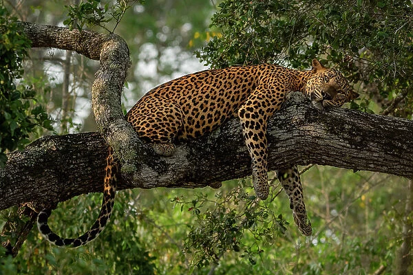 Sri Lankan leopard (Panthera pardus kotiya) resting on tree branch, Yala National Park, Southern and Uva Provinces, Sri Lanka