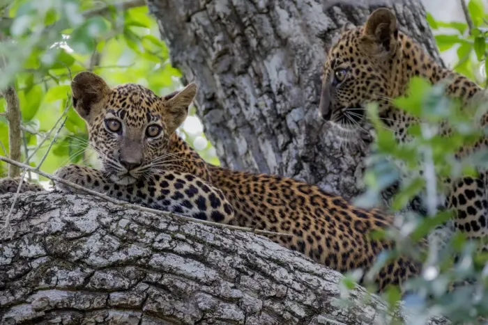 Framed Print : Sri Lankan leopard (Panthera pardus kotiya) cub in tree, Yala National Park, Southern Province Framed Print : Sri Lankan leopard (Panthera pardus kotiya) cub in tree, Yala National Park, Southern Province