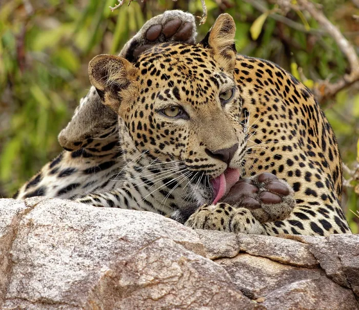 Framed Print : Sri Lankan leopard (Panthera pardus kotiya) juvenile male, resting on a rock grooming, Kumana National Park, Sri Lanka Framed Print : Sri Lankan leopard (Panthera pardus kotiya) juvenile male, resting on a rock grooming, Kumana National Park, Sri Lanka