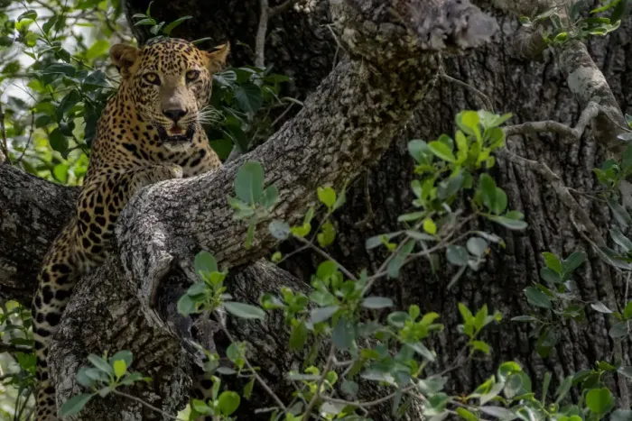 Framed Print : Sri Lankan leopard (Panthera pardus kotiya) Yala National Park, Southern Province