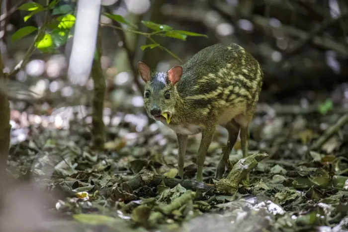 Framed Print : Sri Lankan spotted chevrotain (Moschiola meminna) feeding, Sri Lanka Framed Print : Sri Lankan spotted chevrotain (Moschiola meminna) feeding, Sri Lanka
