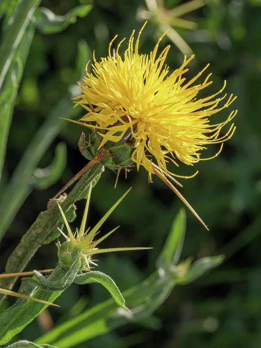 Framed Print : St Barnaby's thistle (Centaurea solstitialis) in flower, nr. Sugano, Orvieto, Umbria, Italy. November