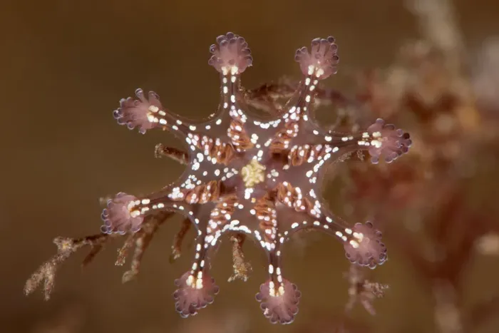 Framed Print : Detail of a St Johns stalked jellyfish (Calvadosia cruxmelitensis)