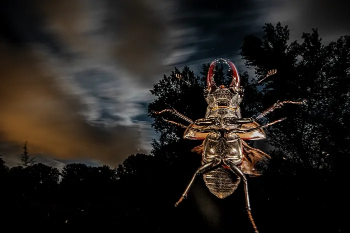 Framed Print : Stag beetle (Lucanus cervus) male, in flight at night, Mugello, Tuscany, Italy. June Framed Print : Stag beetle (Lucanus cervus) male, in flight at night, Mugello, Tuscany, Italy. June
