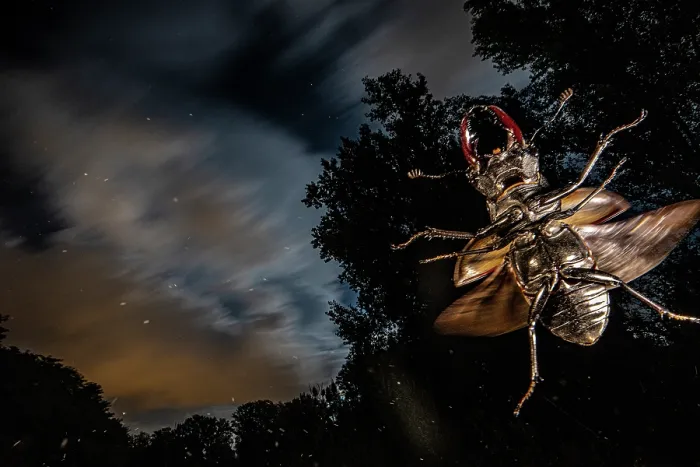 Framed Print : Stag beetle (Lucanus cervus) male, in flight at night, Mugello, Tuscany, Italy. June Framed Print : Stag beetle (Lucanus cervus) male, in flight at night, Mugello, Tuscany, Italy. June