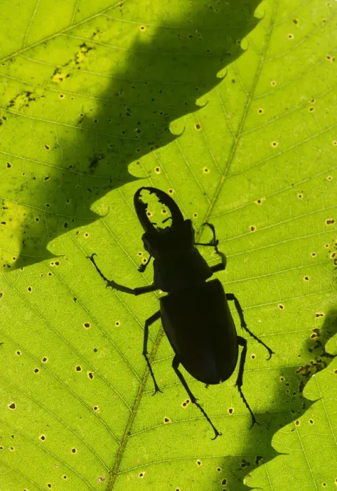 Framed Print : Stag beetle (Lucanus cervus) male silhouetted against leaf, controlled conditions Framed Print : Stag beetle (Lucanus cervus) male silhouetted against leaf, controlled conditions