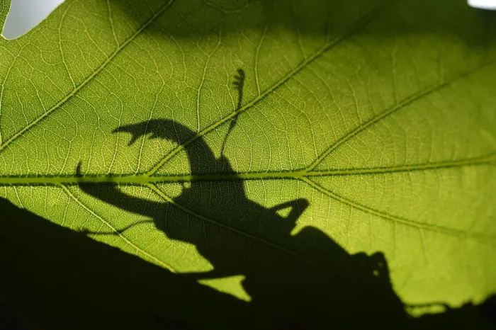 Framed Print : Stag beetle (Lucanus cervus) silhouetted against oak tree leaf. Elbe, Germany, June Framed Print : Stag beetle (Lucanus cervus) silhouetted against oak tree leaf. Elbe, Germany, June