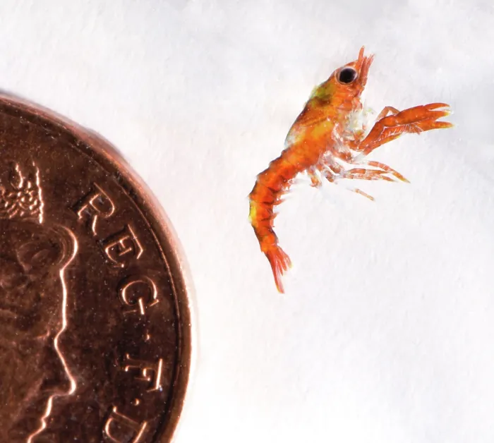 Framed Print : Stage 2, planktonic European lobster (Homarus gammarus) hatchling, next to a 1p piece for scale. National Lobster Hatchery, Padstow, Cornwall, UK. November, 2018 Framed Print : Stage 2, planktonic European lobster (Homarus gammarus) hatchling, next to a 1p piece for scale. National Lobster Hatchery, Padstow, Cornwall, UK. November, 2018