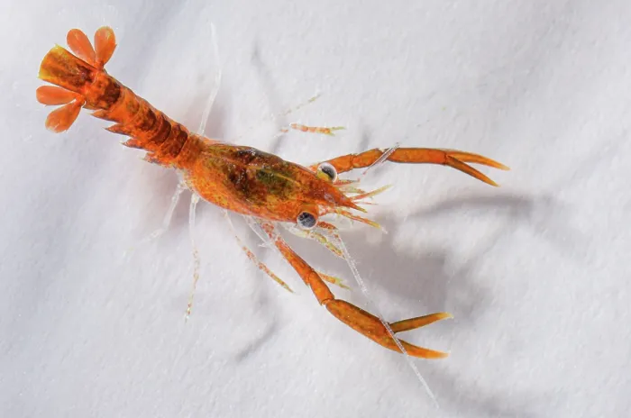 Framed Print : Stage 3, early benthic phase European lobster (Homarus gammarus) hatchling, ready to be released in to the wild, National Lobster Hatchery, Padstow, Cornwall, UK. November, 2018 Framed Print : Stage 3, early benthic phase European lobster (Homarus gammarus) hatchling, ready to be released in to the wild, National Lobster Hatchery, Padstow, Cornwall, UK. November, 2018