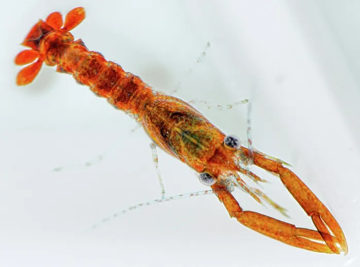 Framed Print : Stage 3, early benthic phase European lobster (Homarus gammarus) juvenile, ready for release into the wild, National Lobster Hatchery, Padstow, Cornwall, UK. October, 2018