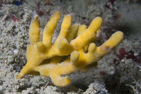 Staghorn Sponge (Homaxinella subdola  /  Axinella dissimilis). Channel Islands, UK, May